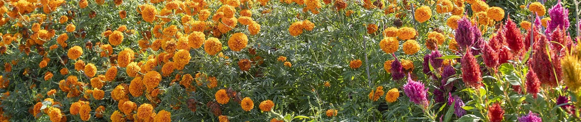 Prepping Your Flower Beds hero