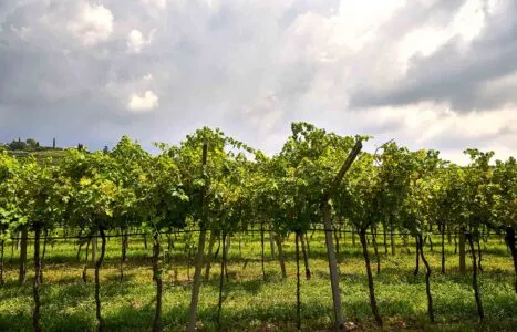 Scenic Vineyard Landscape, San Pietro in Cariano, Verona, Italy