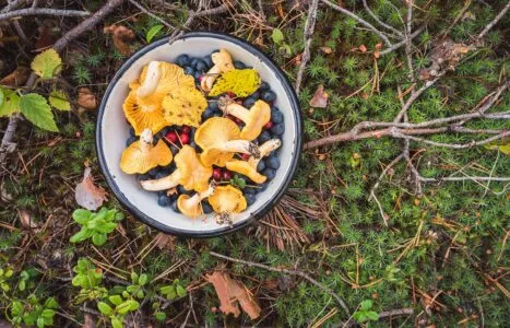 Chanterelles and forest berries on moss - the fruits of Mother Nature