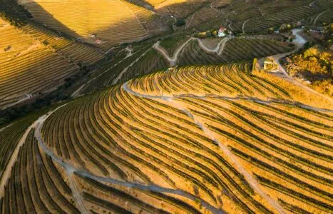 Vineyards of Douro Valley. Green Terraces at Sunset. Portugal. Aerial View