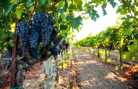 Napa Valley grape cluster