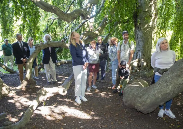 TreewalkatChepstowGallery_3