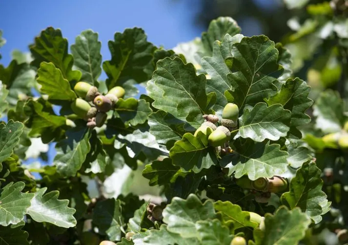 TreewalkatChepstowGallery_8